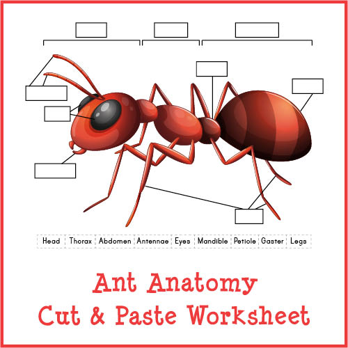 Ant Anatomy Cut Paste Worksheet Gift Of Curiosity