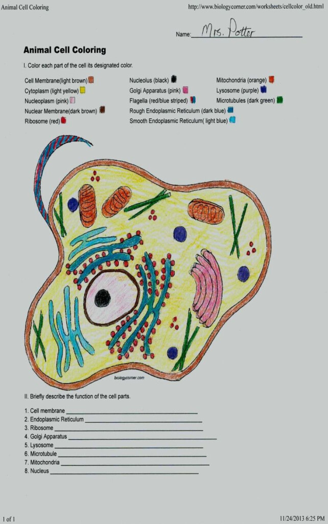 Beautiful Animal Cell Coloring Answer Animal Cells Worksheet Plant 
