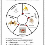 Crab Facts And Worksheets For Kids Kindergarten Worksheets Shape