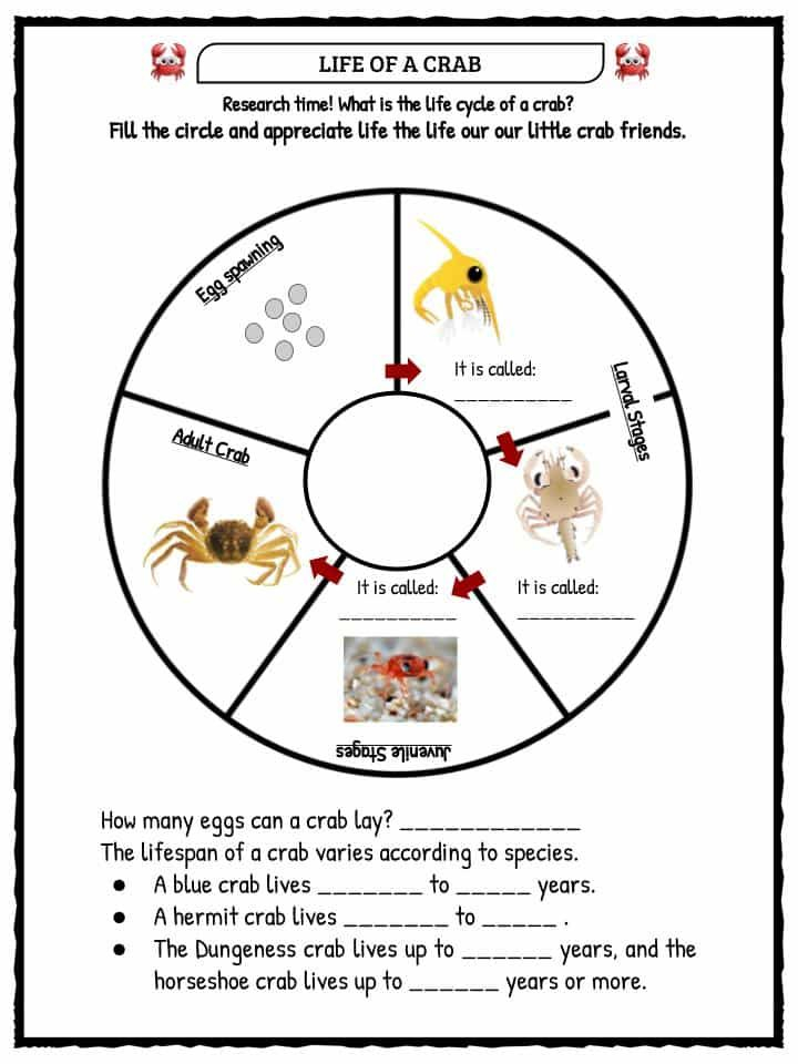 Crab Facts And Worksheets For Kids Kindergarten Worksheets Shape 