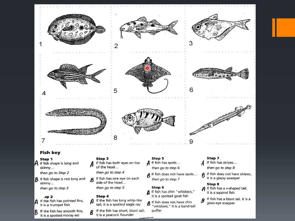 Dichotomous Keys USE YouTube