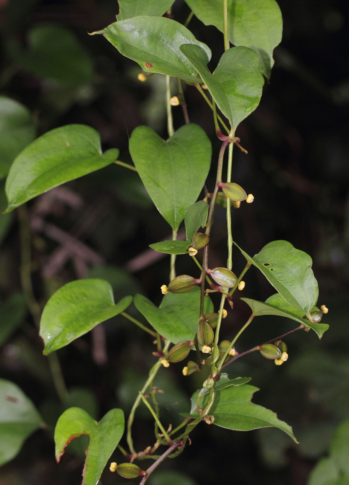 Dioscorea Alata L Plants Of The World Online Kew Science