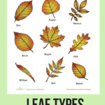 Leaf Types Worksheet Education Leaf Identification Leaf