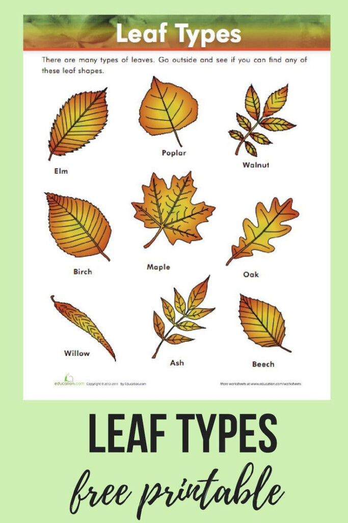 Leaf Types Worksheet Education Leaf Identification Leaf 