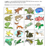 Reptile Classification Worksheet Have Fun Teaching