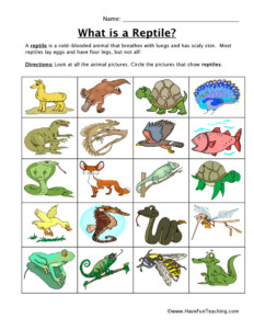 Reptile Classification Worksheet Have Fun Teaching - ShapesWorksheets.com