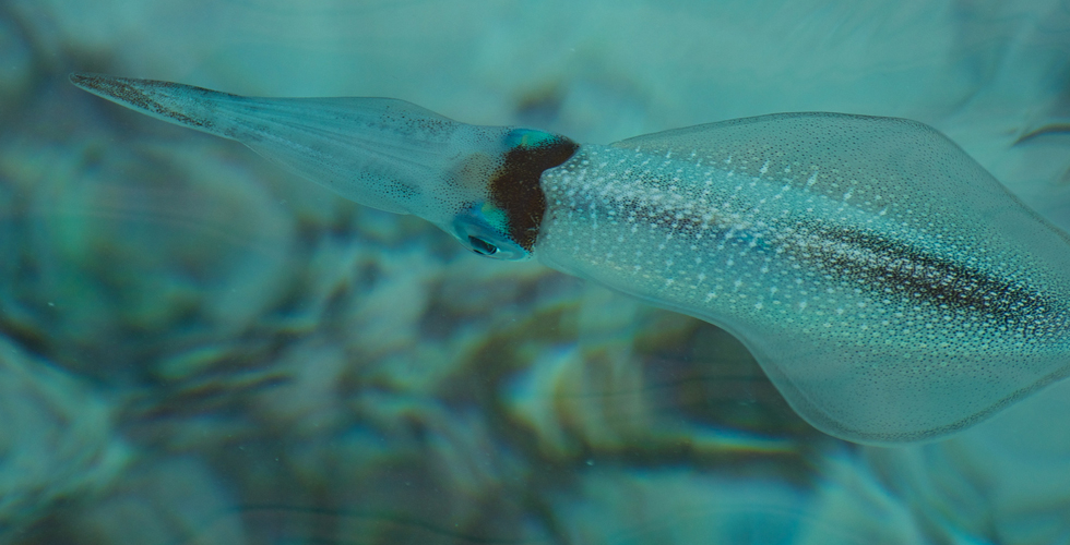 Studying Squid Skin To Create New Camouflage Patterns Inside Science