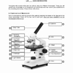 The Microscope Worksheets Answers